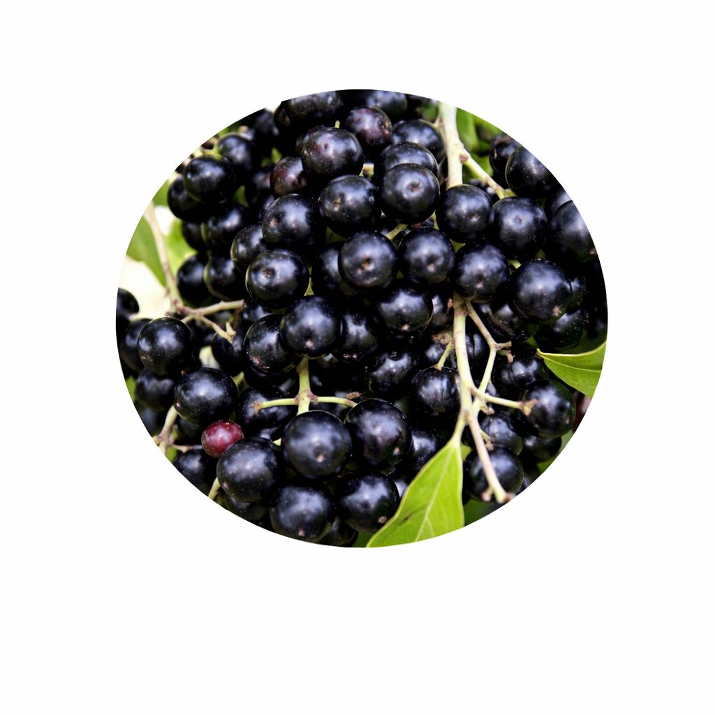 Jamun