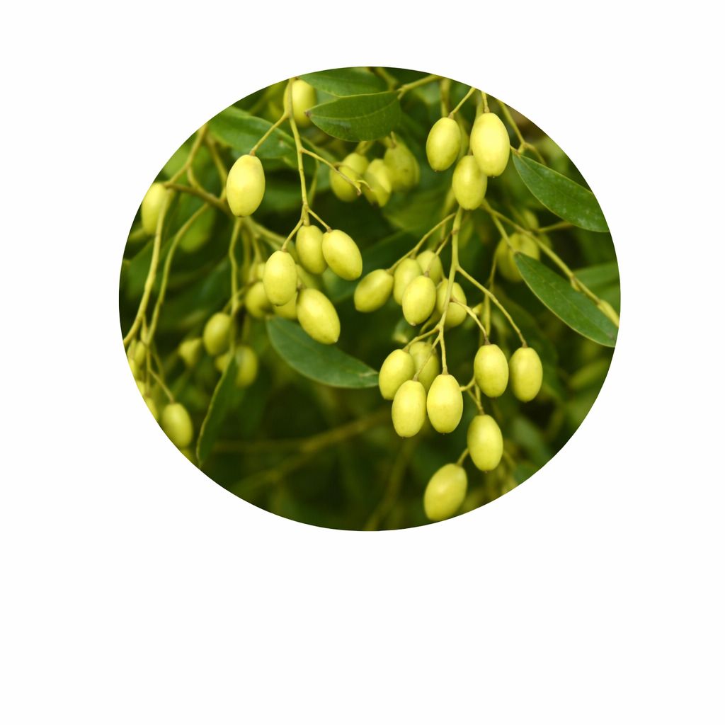 Neem