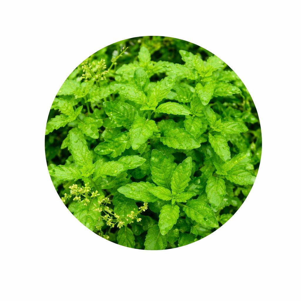 Tulsi